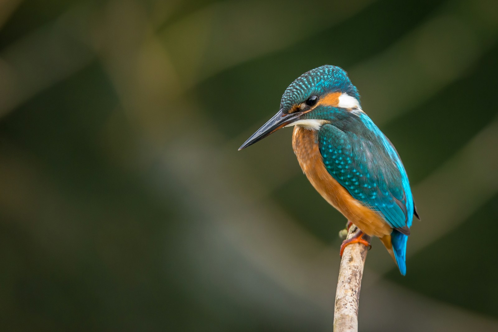 A blue and orange kingfisher perched on a branch